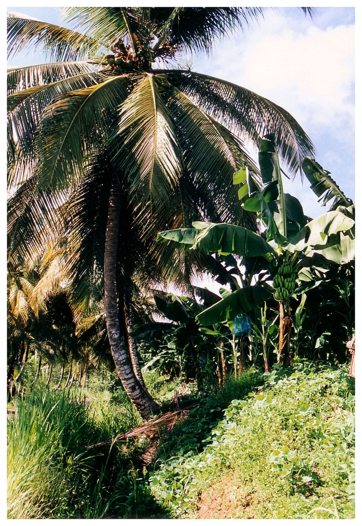 05 - Guadeloupe (30).jpg